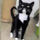 Charismatic cat with all the charm of a leading star is up for adoption