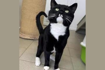 Charismatic cat with all the charm of a leading star is up for adoption